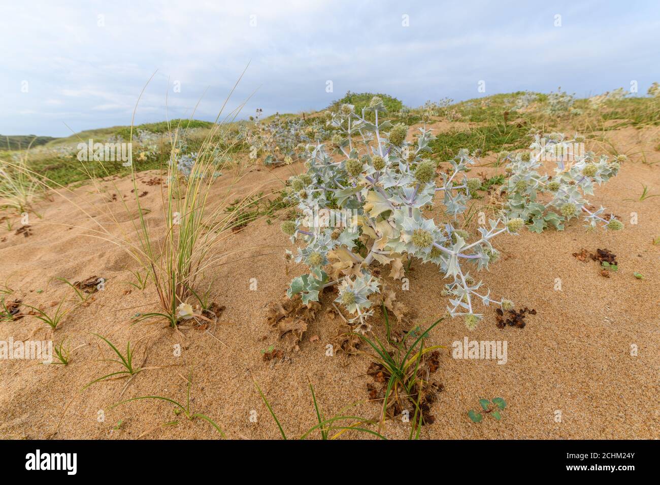 Eryngium maritimum. Marine thistle. Sea holly in the french atlantique coast Stock Photo