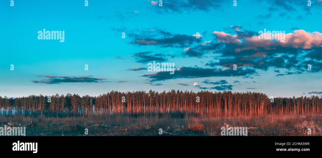 Fallen Tree Trunks And Stumps In Deforestation Area. Full Moon Rising Above Pine Forest Landscape In During Sunset Time Of Summer Evening. Sunrise Stock Photo