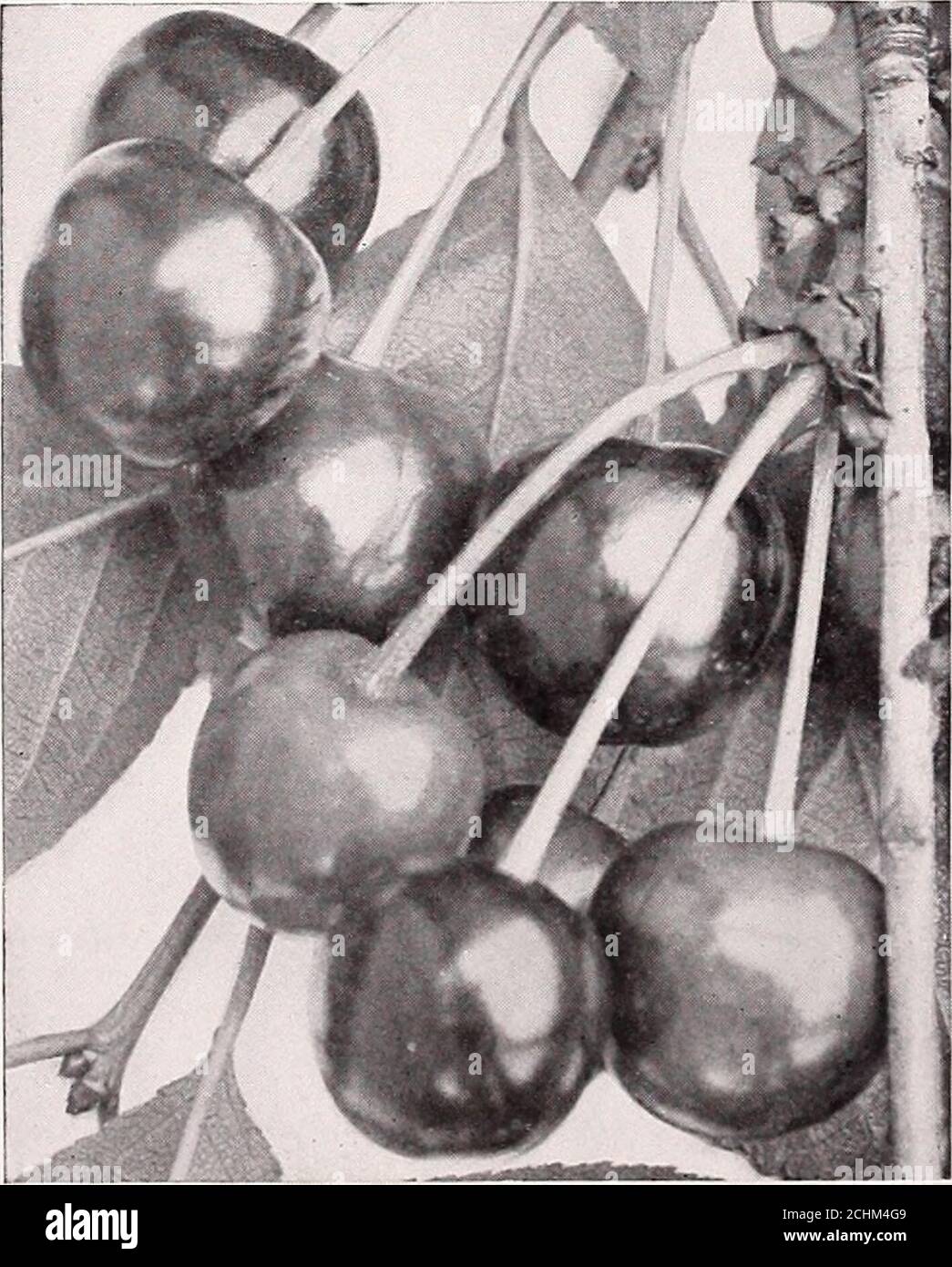 . Armstrong Nurseries . eet Cherries.The Early Richmond and English Morello dif-fer from the preceding in that they belong tothe Dukes or Morello class, which are sourcherries. Each Per 10 Per 100 4 to 6 feet $ .35 $2.75 $22.00 3 to 4 feet 25 2.25 18.00 Bing. This grand black Cherry is much soughtafter by shippers and canners alike on account ofits large size, delicious flavor, and firmness. Thetree is a remarkably strong grower and a prolificbearer. Middle of June. Black Tartarian. Very large; purplish-black;flavor mild and pleasant. The tree is a vigorous,upright grower. English Morello. Lar Stock Photo