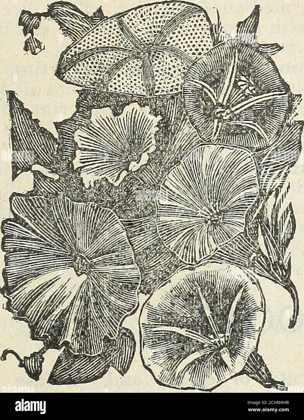 . Steckler's seed catalogue and garden manual for the southern states : 1901 . Maurandia Barclayana. Ipomsea Quamoclit rosea. Red Cy-press Vine. Very beautiful, delicate foli-age of rapid growth, with scarlet star-shaped flowers. Ipomsea Quamoclit alba. White Cy-press Vine. The same as the Red variety. I/athyrus odoratus. Sweet Peas. Beau-tiful flowers of all colors, very showy.Good for cut flowers. Six feet high. De-cember till April. Jty. fi JJS9+JU ,GARDEN MANUAL FOR THE SOUTHERN STATES. 119 Maurandia Barclay ana. Mixed Mau-randia. A slender growing vine of rapidgrowth. Rose, purple and wh Stock Photo