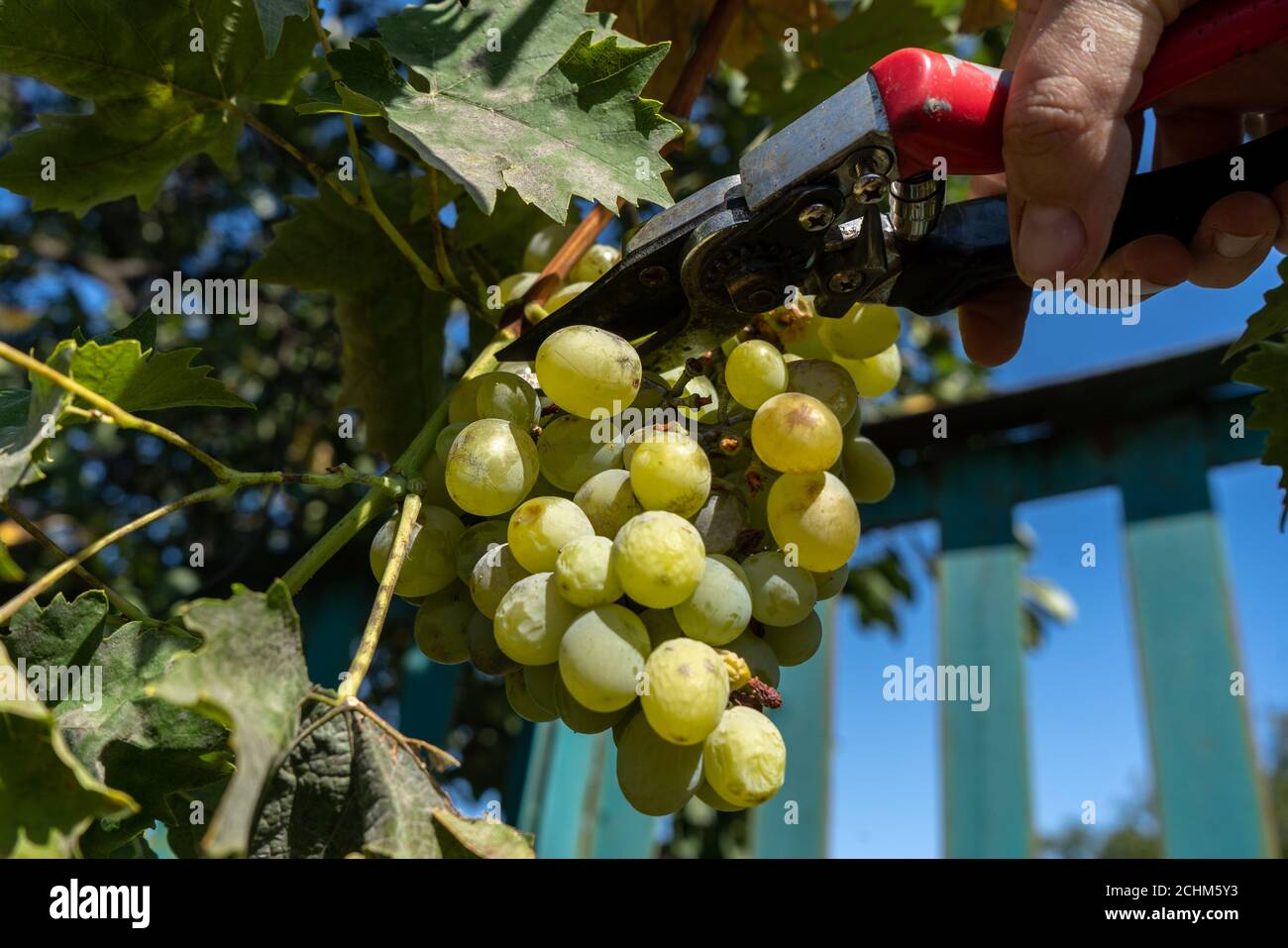 Cropping the wine grape harvest with secateurs Stock Photo