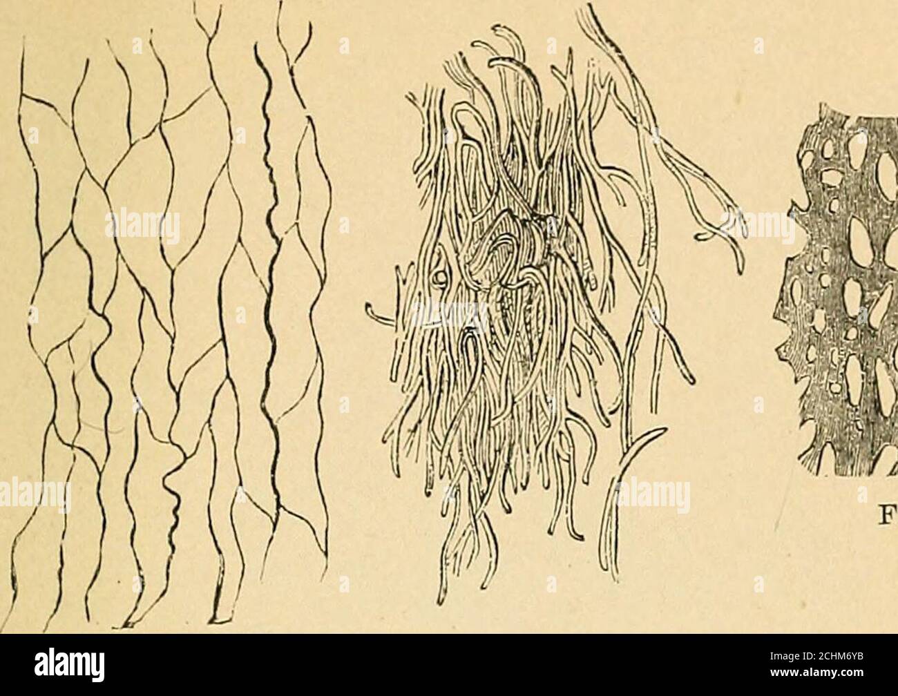 . A text-book of comparative physiology for students and practitioners ...