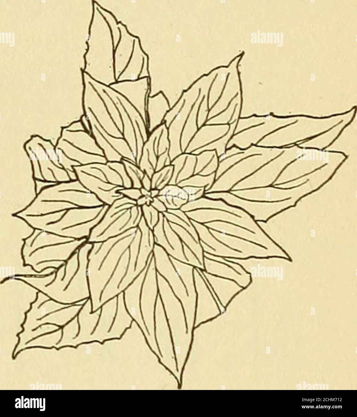 . The physical basis of heredity . Fig. 115.—Rosettes of the twin hybrids of the evening primrose, the plant to the left iscalled Iseta, and that to the right velutina. (After De Vries.) a hybrid that the mutant types are only the segregationproducts of the types or combinations that went in to pro-duce the hybrid. But the Drosophila cases show thatbalanced lethal stocks may arise within stocks themselvesby the appearance in them of lethal factors closely linkedto other factors—new or old ones. Wlien new genes arisein such lethal stocks the process may be one of true muta-tion, but the revelat Stock Photo