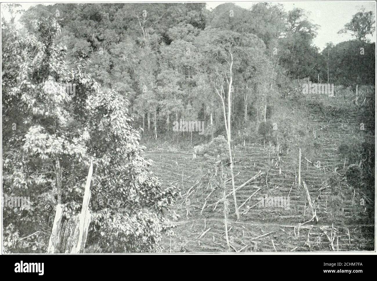 . The great cultures of the isle of Java. 30 photos . iSeed-plols lor ...