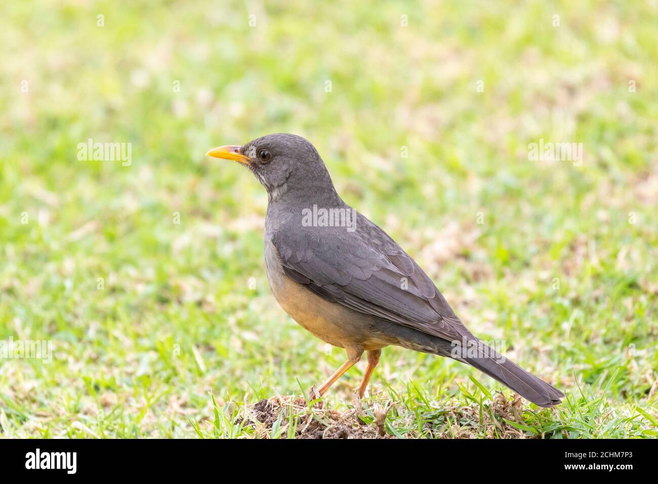 Olive Thrush (Turdus olivaceus) on grass, Western Cape, South Africa Stock Photo