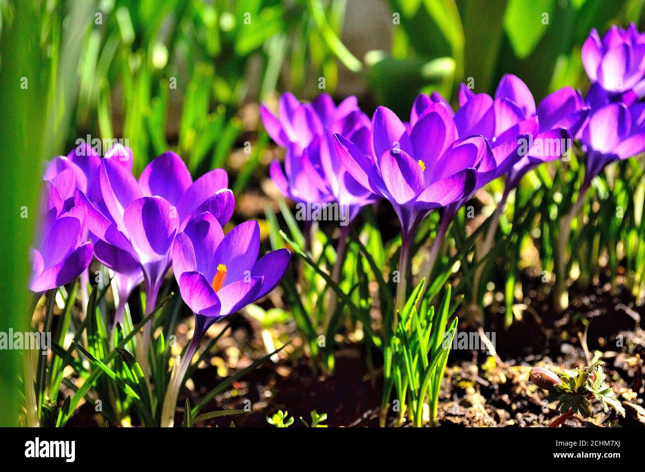 Purple Flowers in Garden during Spring in Transylvania. Stock Photo