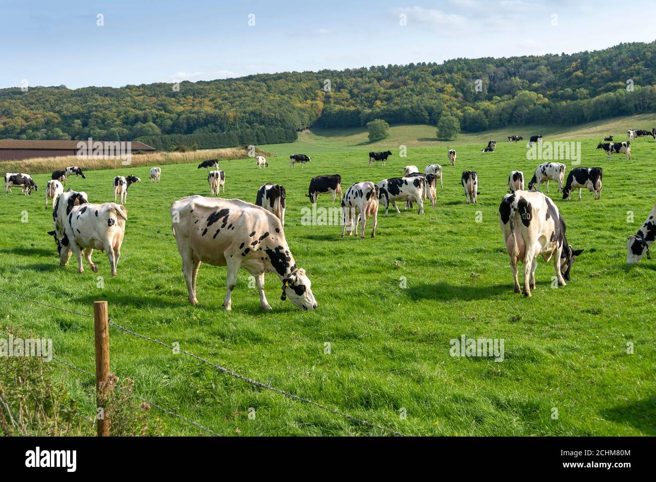 Cows grazing in a field, eating grass. Stock Photo