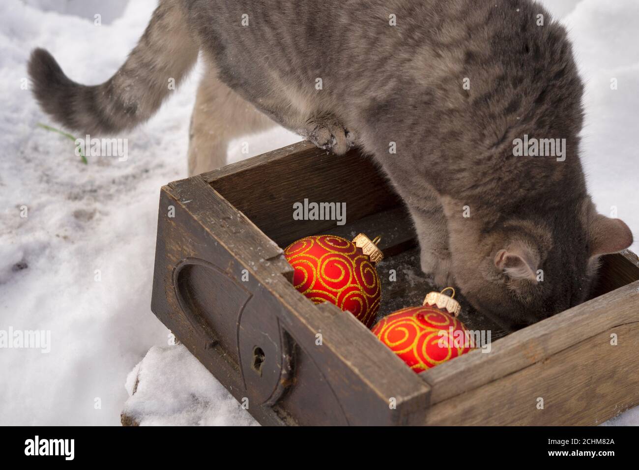magic cat ball