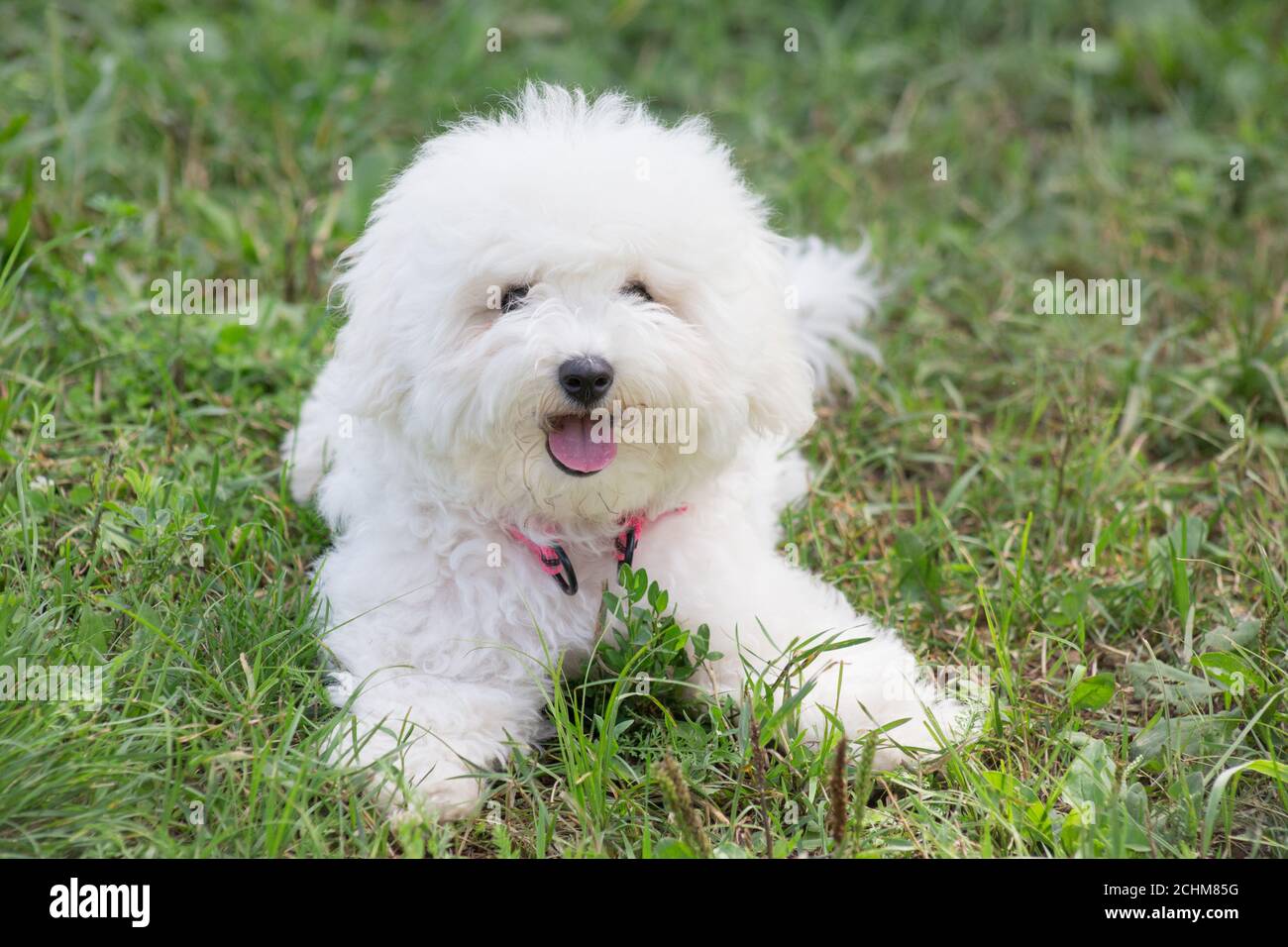 Cute bichon frise puppy is lying on a green grass in the summer park. Pet animals. Purebred dog. Stock Photo