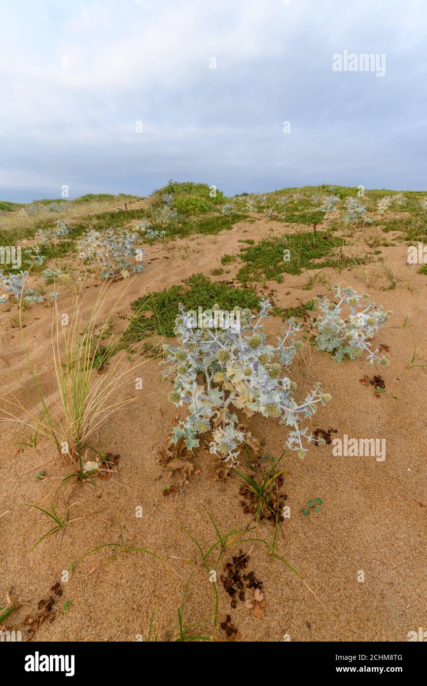 Eryngium maritimum. Marine thistle. Sea holly in the french atlantique coast Stock Photo