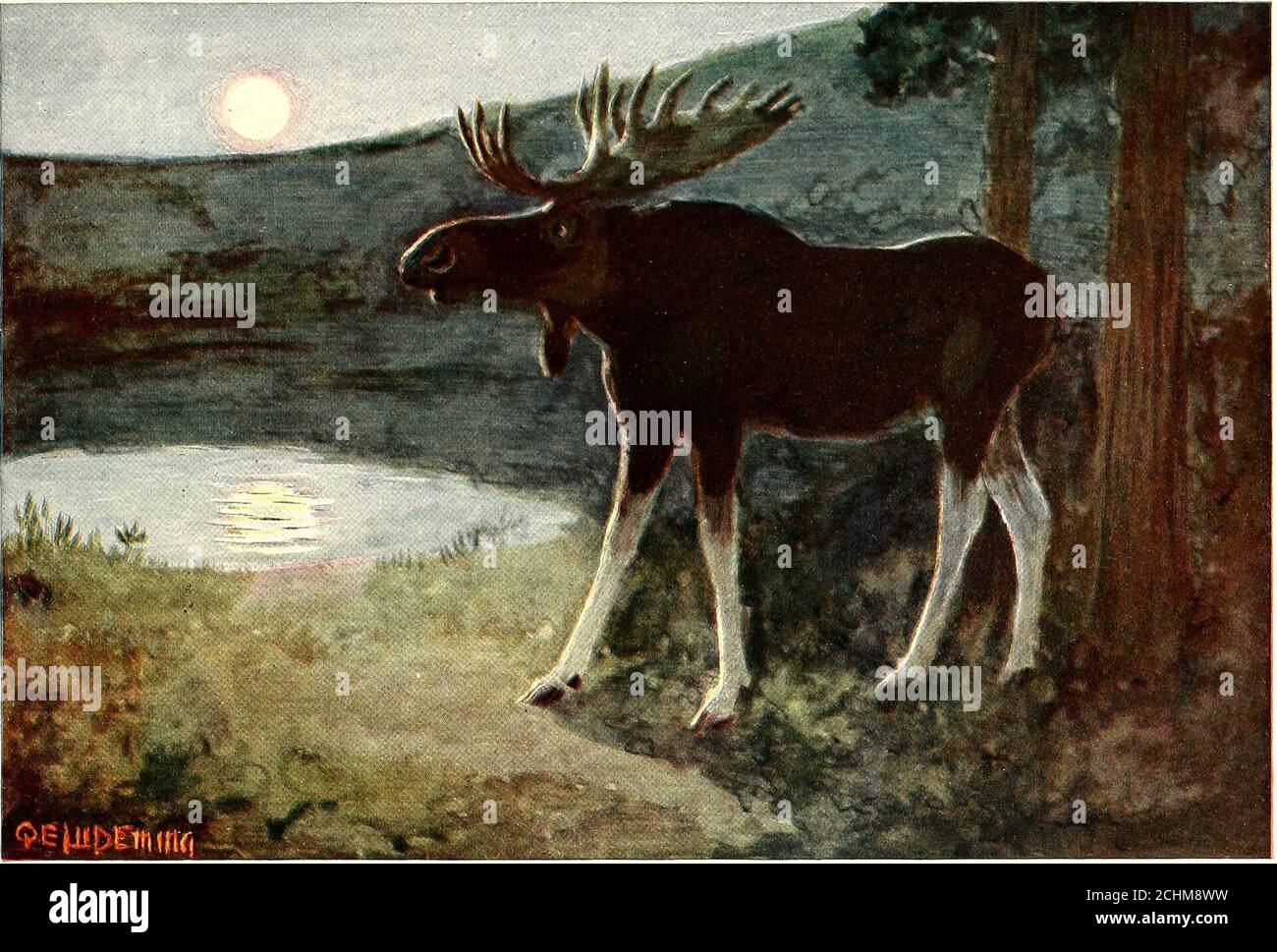 Beaver eats bark hires stock photography and images Alamy