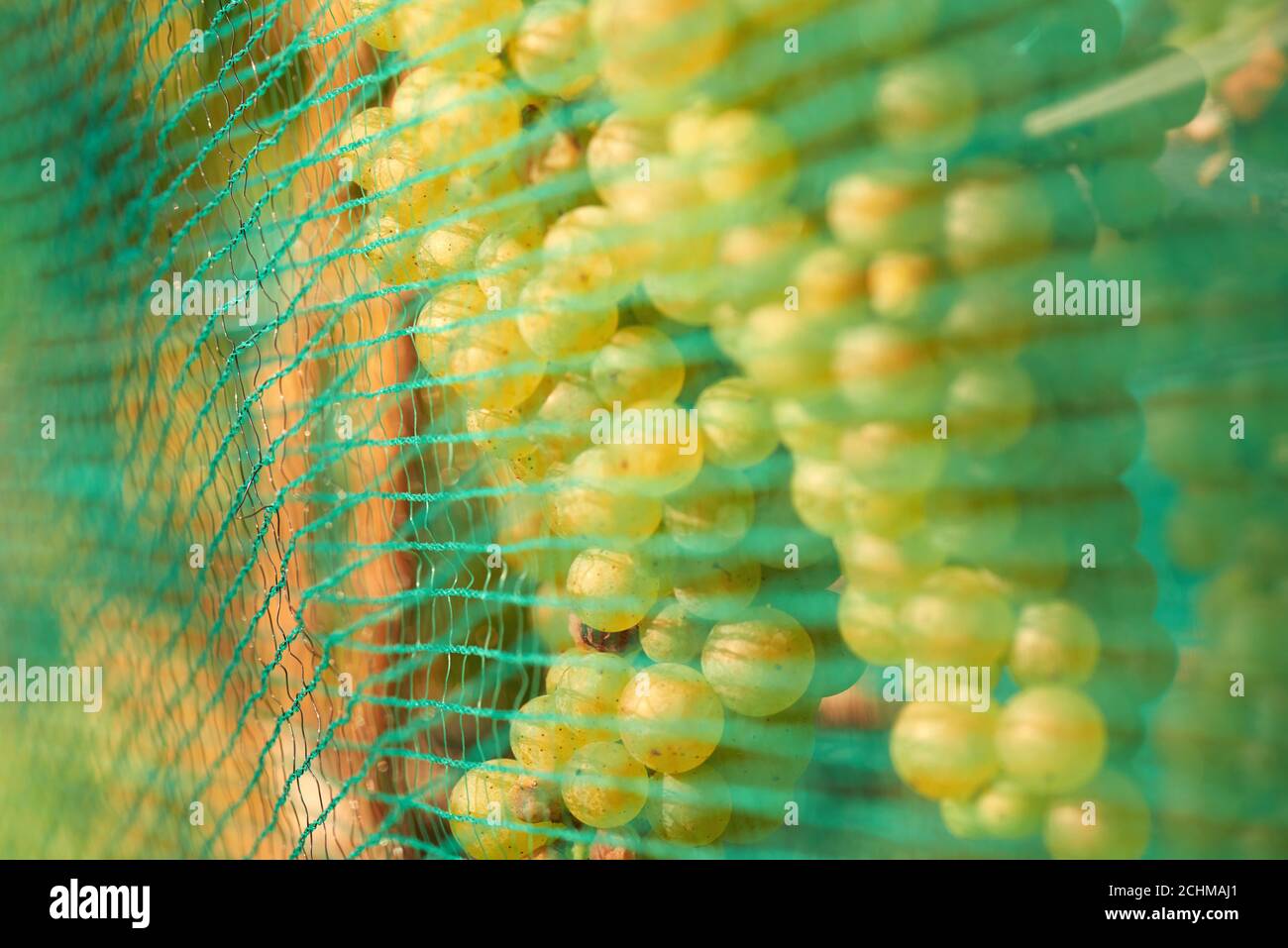 Green wine grapes. Vineyard agriculture, winery and farming concept. A vineyard is protected from bird and deer damage with netting. Stock Photo