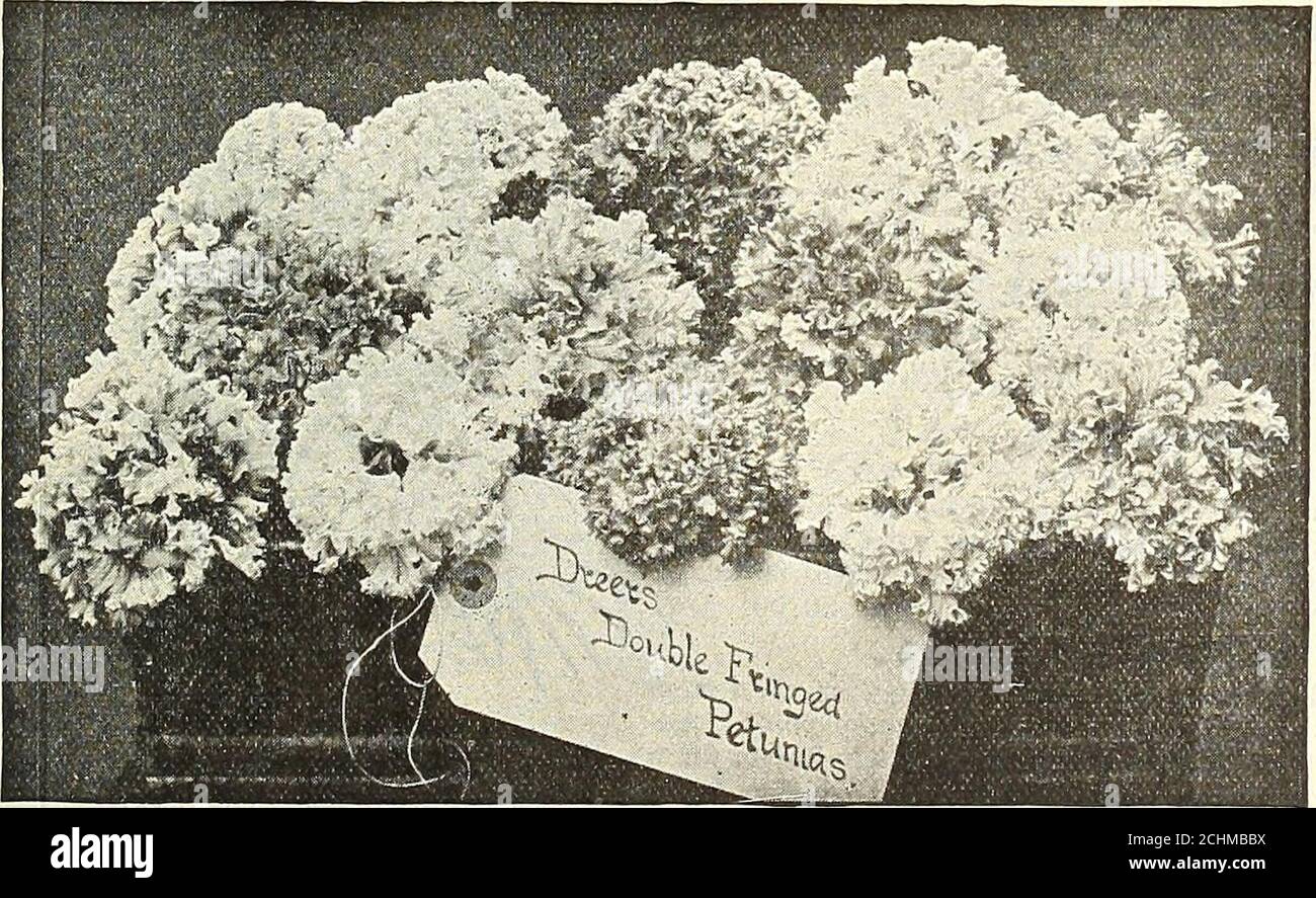 . Dreer's garden 1902 calendar . ong sword-likefoliage, green striped creamy white. 75 cts. each. PENNISEXUM. Ruppelianum. [Purple Fountain Grass). A beautifulannual ornamental grass, growing about 22 feet high, pro-ducing long, graceful cylindrical-purplisli plumes. An ex-cellent ornamental plant for all bedding purposes, and themost appropriate we know of to use as an edging to a bedof Cannas or as a border to a bed of hardy ornamental grasses.Young plants ready in May, 10 cts. each ; $1.00 per doz.;$6.00 per 100. PENTAS. Lanceolata. A half-shrubby greenhouse plant, not unlike aBouvardia, bu Stock Photo