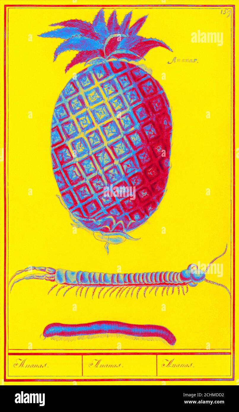 pineapple farm art high resolution stock photography and images alamy https www alamy com pineapple ananas comosus 15961610 by anselmus botius de boodt original from the rijksmuseum digitally enhanced by rawpixel image372316478 html