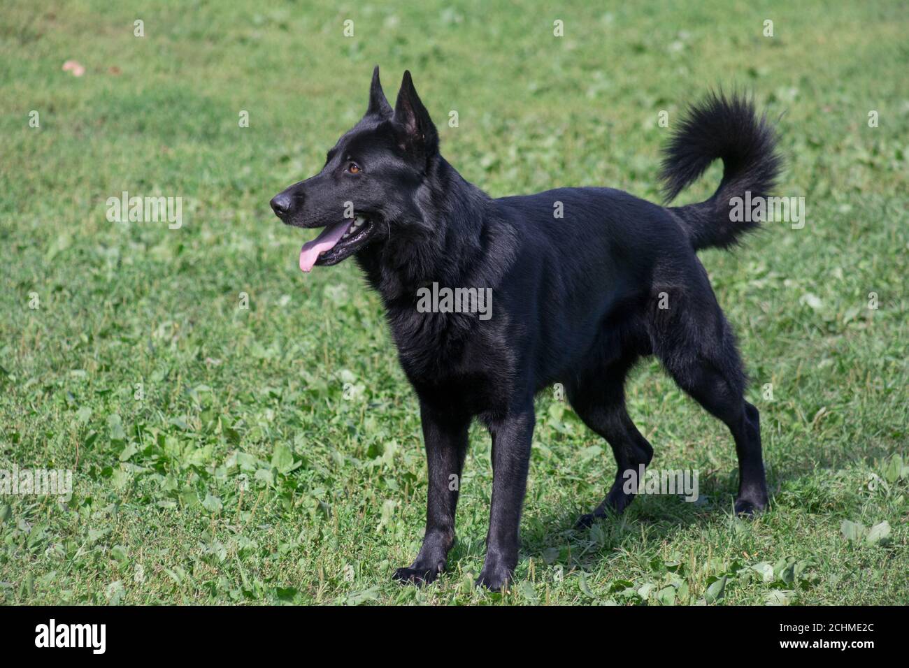 Cute black east european shepherd puppy is standing on a green grass in the summer park. Pet animals. Purebred dog. Stock Photo