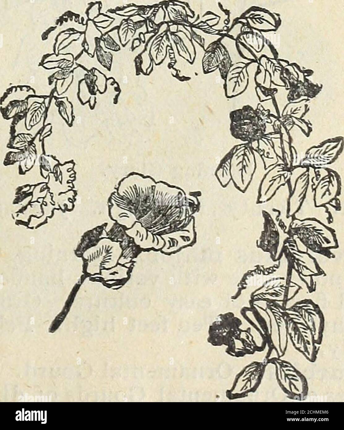 . Steckler's seed catalogue and garden manual for the southern states : 1901 . Balloon Vine. flower freely the first year. Without anydoubt the finest climber for this section. Aristolochia elegans. A new varietyof the well known Dutchmans pipe,^ which, however, will not grow here); ofvigorous growth and quite hardy in ourclimate. It is a profuse bloomer, bearinglarge flowers of a rich purple color withirregular branched markings of creamywhite and golden yellow center with rich. Climbing Cobaea. 11! J STECKXER. SEED CO., LTD., ALMANAC AND velvety purple. This plant is one of the.most thankful Stock Photo