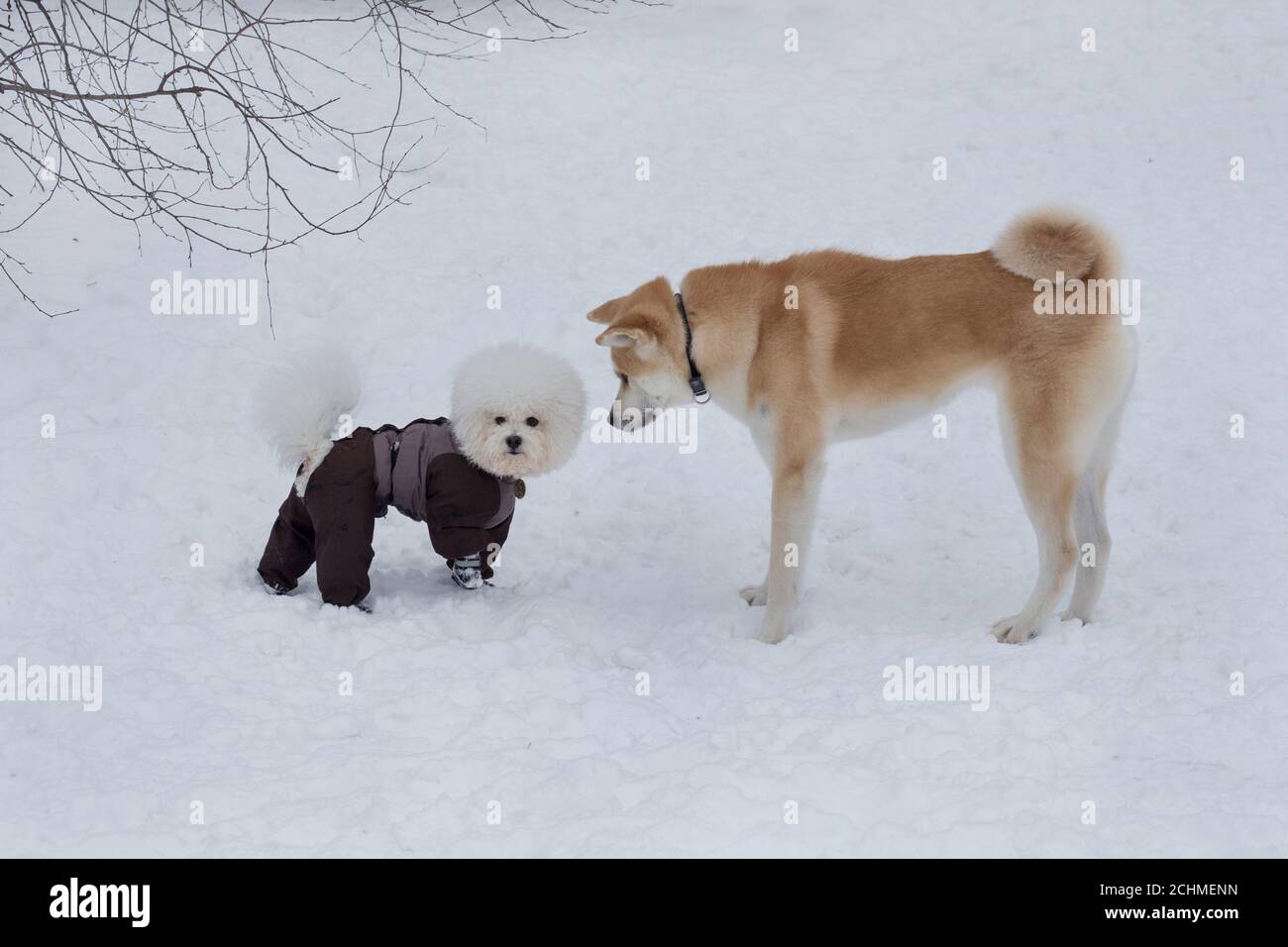Cute akita inu puppy and bichon frise puppy in pet clothing are standing on a white snow in the winter park. Pet animals. Purebred dog. Stock Photo