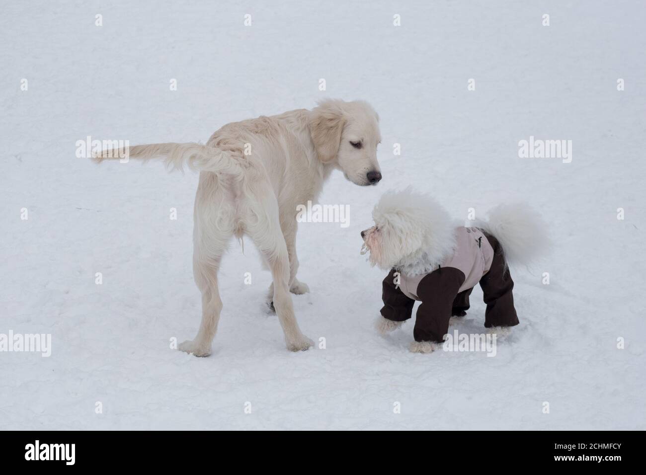 Cute labrador retriever puppy and bichon frise puppy in pet clothing are standing on a white snow in the winter park. Pet animals. Purebred dog. Stock Photo