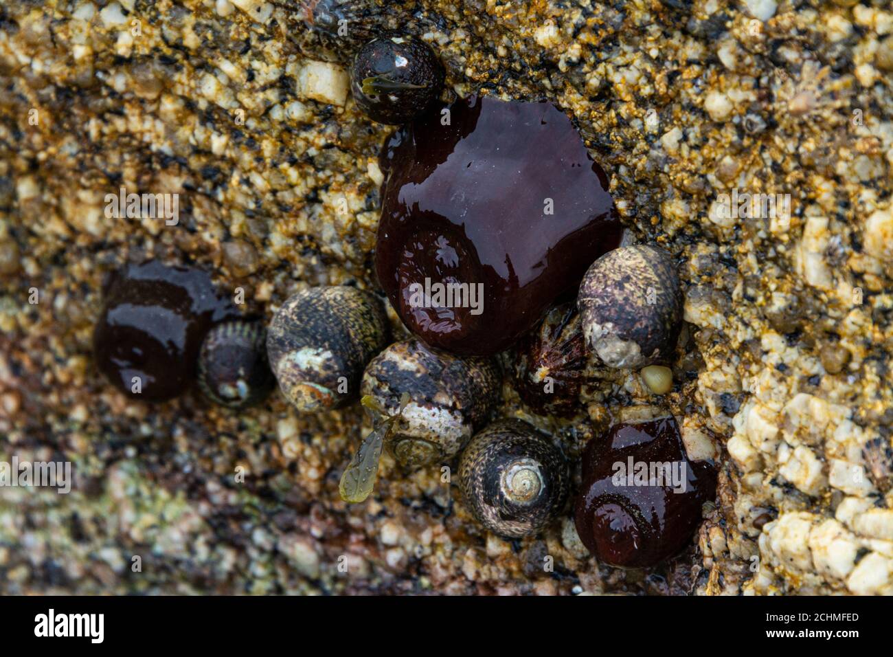 Beadlet anemones (Actinia equina) and snails on a rock out of water Stock Photo