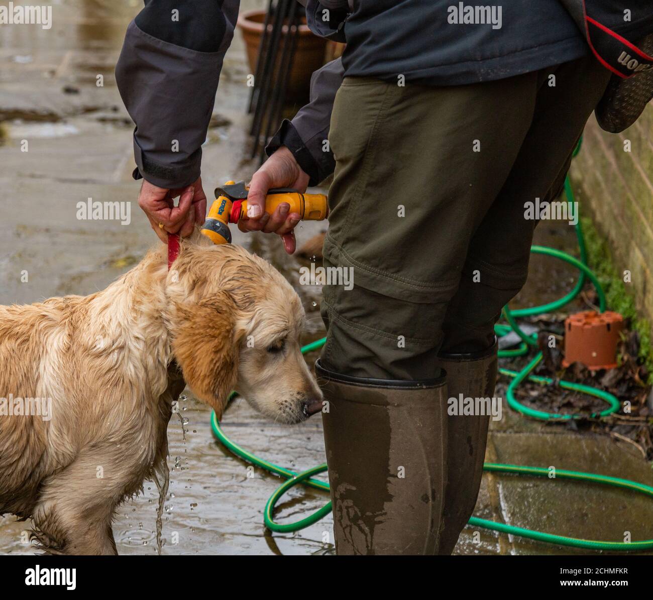 Clean dog with hose pipe hires stock photography and images Alamy
