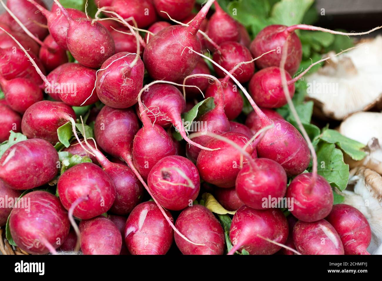 �騢�����Դǲ� Stock Photo