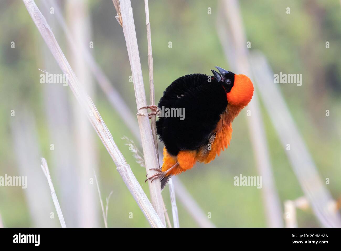 Southern Red Bishop (Euplectes orix)  breeding male on reeds, Breede River, Western Cape, South Africa in early spring Stock Photo
