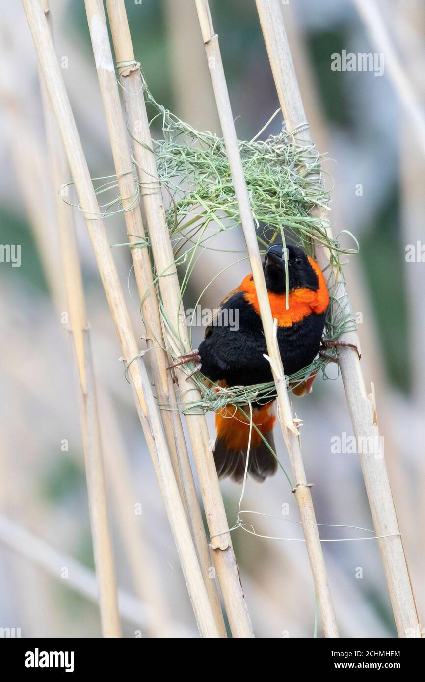 Southern Red Bishop (Euplectes orix)  breeding male weaving a nest from plant material, Breede River, Western Cape, South Africa in early spring Stock Photo