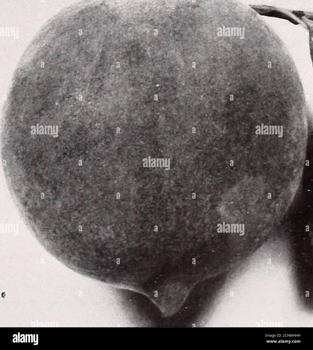 Carnegie Institution of Washington publication. 12 THE PHYSIOLOGY OF  STOMATA. An examination of the plastids, even when they are devoid of  starch, fails to convince one that chlorophyll is present. I