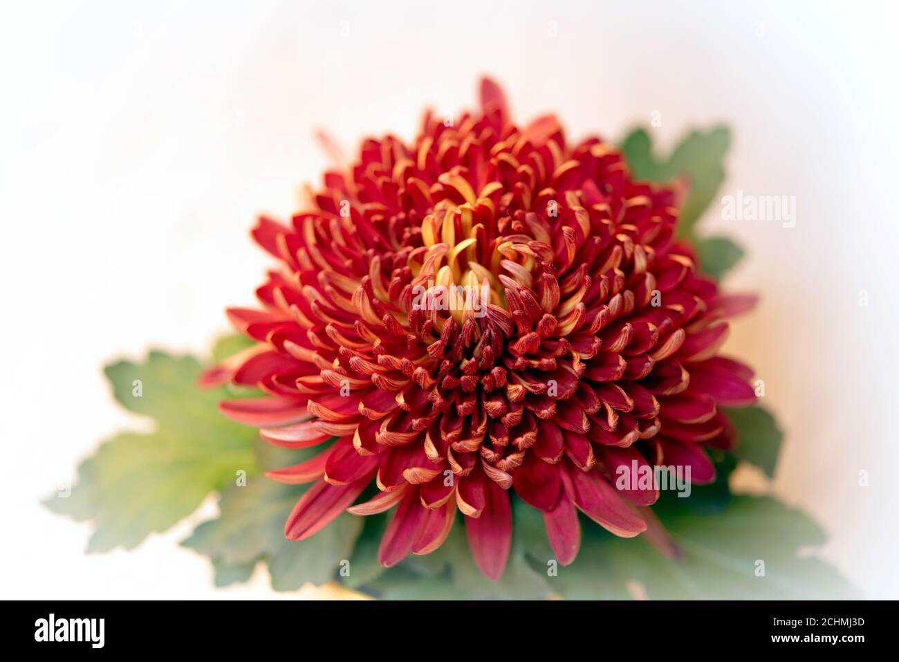 Beautiful red chrysanthemum hi-res stock photography and images - Alamy
