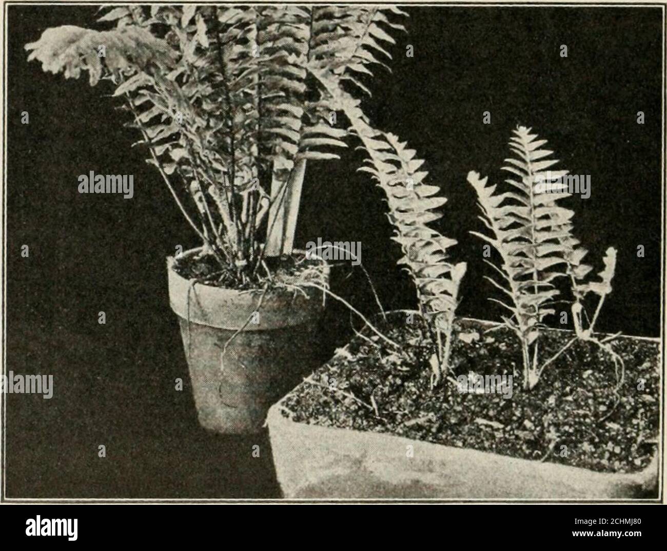 . Heredity and evolution in plants . FIG. 17.—Walking fern (Camplosorus rhizophyllus). The smaller,lower plant originated at the tip of a leaf of the larger plant, and one of itsleaves has, in turn, struck root. l IIKRKIMTY |) I.Vol.l rio.N IX J!. IS through long geological ages, foliage-leaves have in gen-eral originated by the sterilization of spore-bearing organs.9. Vegetative Multiplication.—In addition to repro-duction by spores, ferns may also be propagated vege-tatively in at least four ways. By one of these methods,the rhizome is cut into several pieces, and from everypiece that co Stock Photo