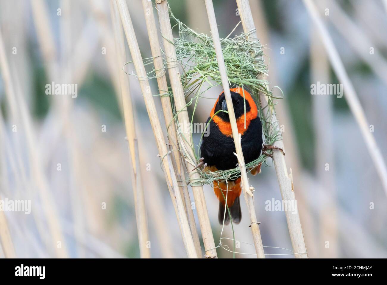 Southern Red Bishop (Euplectes orix)  breeding male on reeds building a nest, Breede River, Western Cape, South Africa in early spring Stock Photo