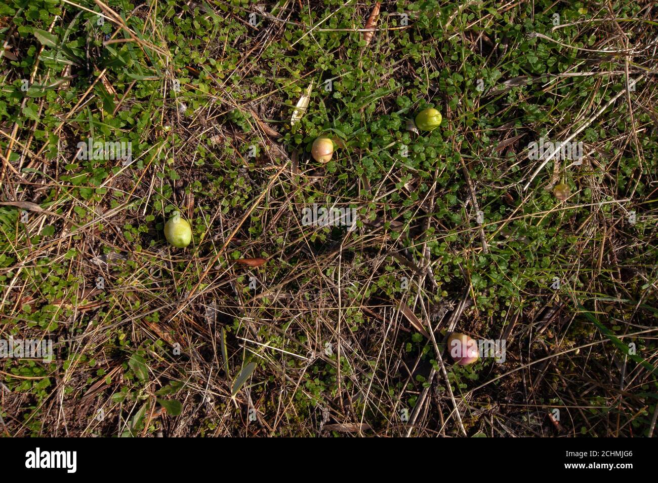 Top view of raw olives fallen from an olive tree. Olives lying on the ...