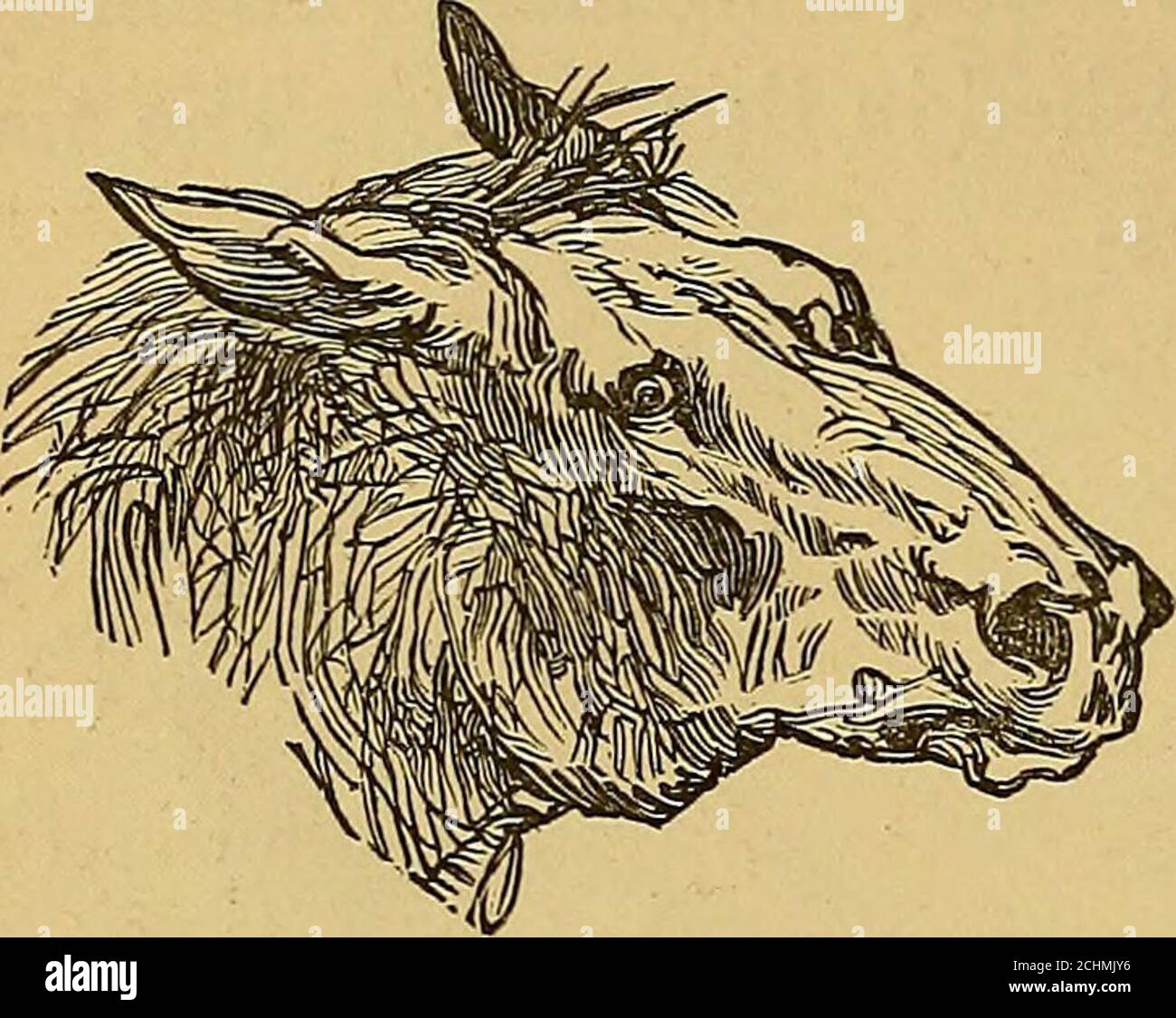The Art Of Taming And Educating The Horse .. . Owner To Bring The Horse To  The Fig. 153.—Most Difficult Type Ofcharacter To Break. Next Place Of  Appointment, By Guaranteeing To