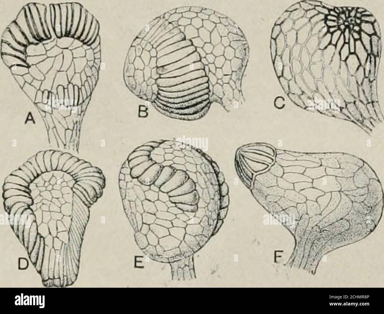 Heredity And Evolution In Plants 13 Types Of Fern Sporangia A Loxsoma Cunninghami B Gldchenia Circinata C Todca Barbara D Thyrsoptcris Elegans E Matomapcctinala F Lygodium Japonicum Redrawn From Various Sources Fessor
