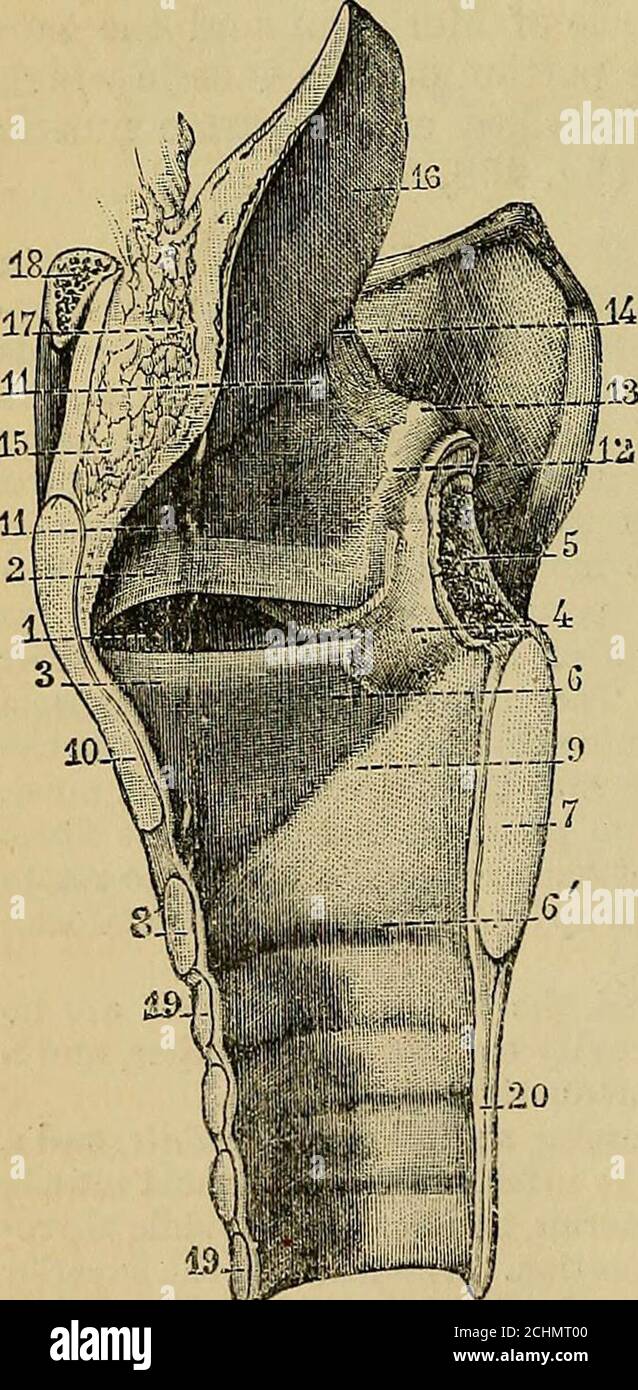 . Quain's elements of anatomy . aryteno-epiglottidean muscles, with ...
