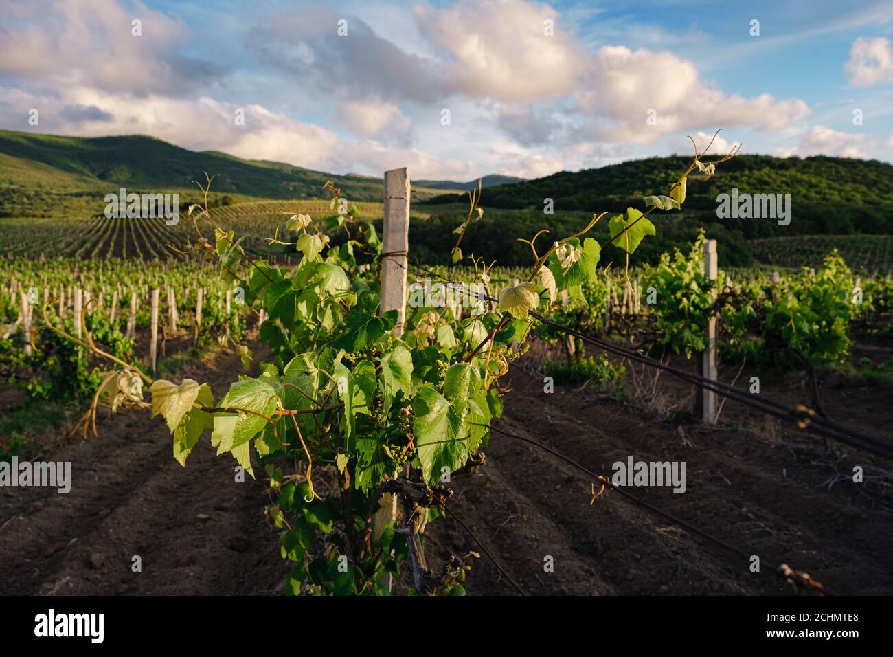green spring vineyards landscape and vines in cloudy weather. royal ...