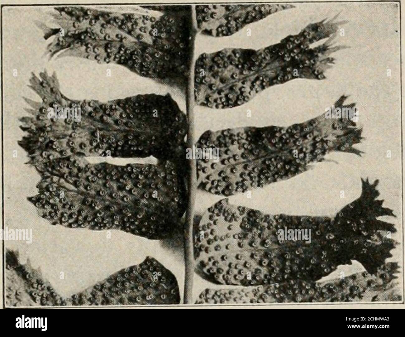 . Heredity and evolution in plants . FIG. 9.—Cross-section through the marginal sorus of a sporophyll ofthe bracken fern (Pleris aquilina). I, palisade layer; fb, vascular bundle;xp, sporangium; in, indusium. (Greatly magnified.) as, for example, Polypodium, is composed of a cluster oftiny stalked cases. The cases contain minute unicellularreproductive bodies called spores, and the entire structureis a sporangium. The place where the sporangia areattached to the leaf is the sporangiophore1 (Fig. 9), andover all is often found a thin membranous covering, theindusium (Figs. 9 and 10). In some fe Stock Photo