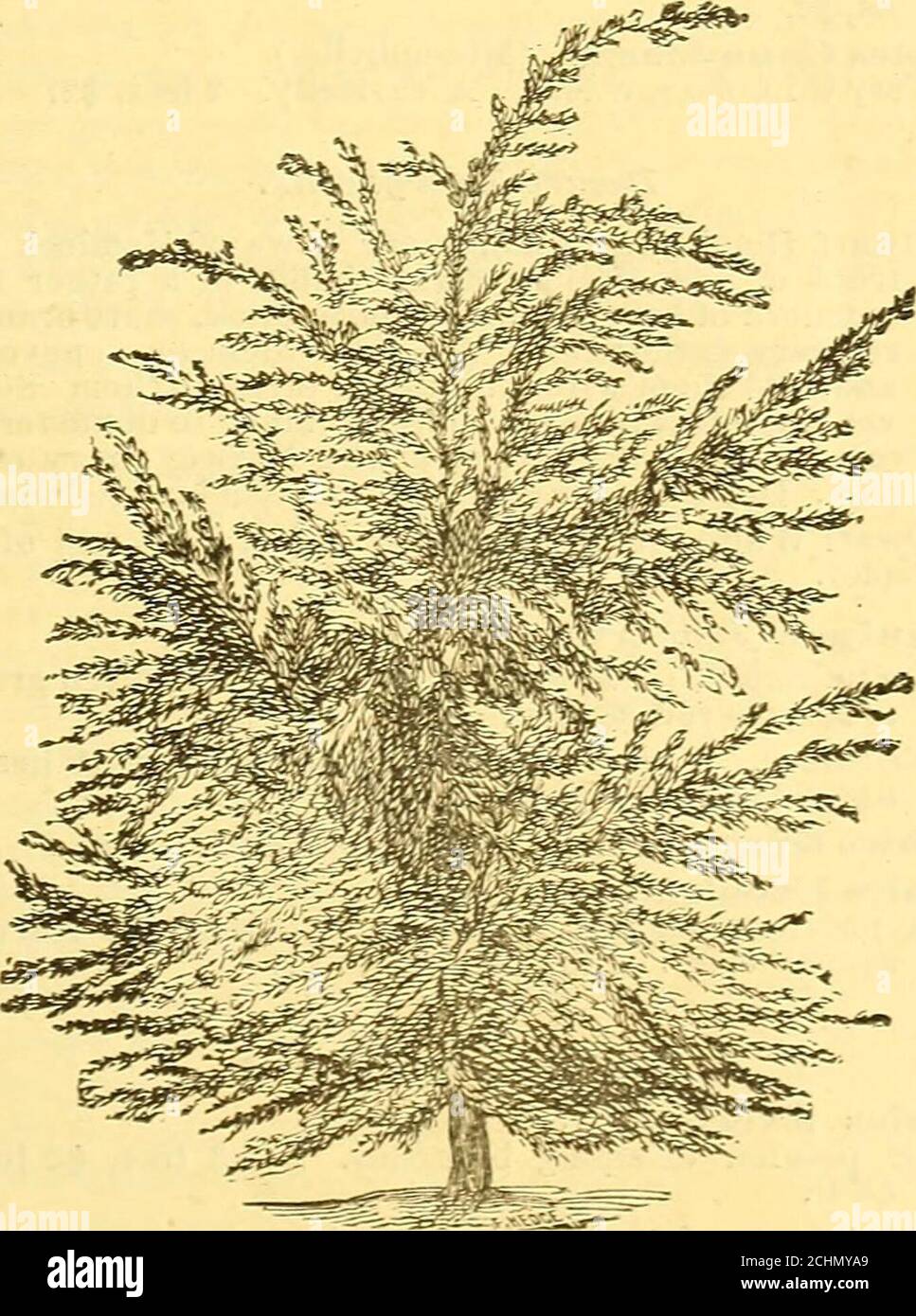 . Reading Nursery : [catalog] 1875. . telue Spruce. Engelmanni. Engelmanns Spruce. From the coldsub-alpine districts of the Rocky Mountains. Itmakes a stately tree GO to 100 feet high, forming anarrow, sharply tapering spire of a rather darkishhue, with the under surface of leaves showing a sil-very color. [The trees of this variety are yet of smallsize.] Price, 1 foot, 50c. Oriental Spruce. From the East, near the shores ofthe Black Sea. A di-tinct and most worthy tree.Scarce. Price,  to 2 feet. SI to $1.50.. Xatural-formed Hemlock. Hemlock or Weeping Spruce {Canadensis). An elegantpyramida Stock Photo