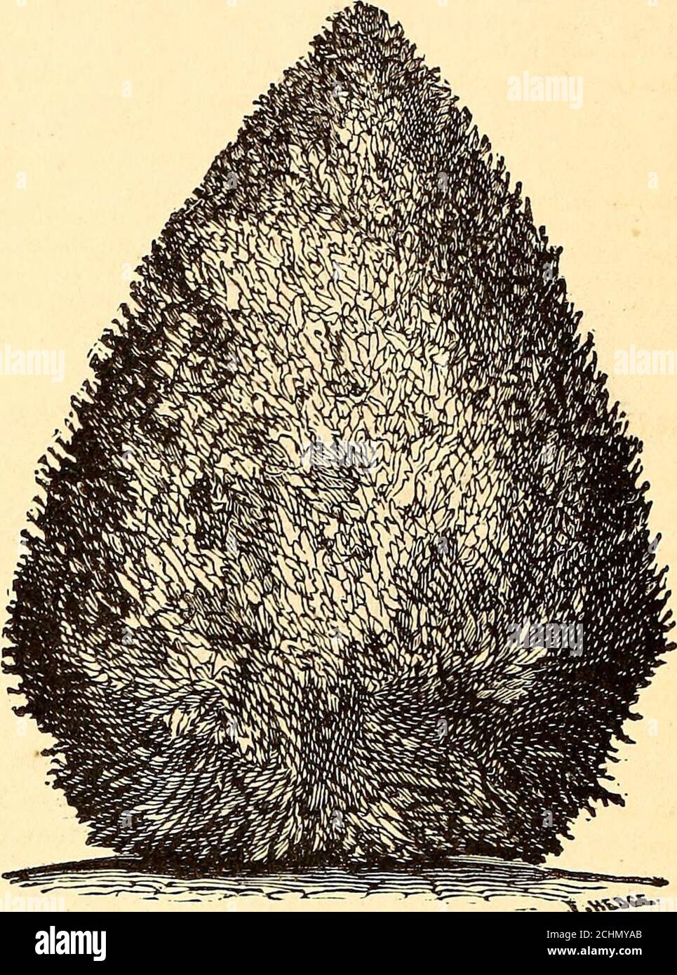 . Reading Nursery : [catalog] 1875. . Xatural-formed Hemlock. Hemlock or Weeping Spruce {Canadensis). An elegantpyramidal tree, with drooping branches, and delicatedark foliage, like that of the Yew. Distinct from allother trees. It is a beautiful lawn tree, and makesa highly ornamental hedge. Prunes into any form.A graceful, large tree it left to nature. See cut cfa pruned tree, also a cut of natural tree of loosVhabit. 3 feet, 50c; 4 to 5 feet, $1. 22 CATALOGUE OF READING NURSERY, MASS.—J. W. MANNING, PROPRIETOR.. Pruned Hemlock. Price of pruned trees,  to 3 feet, 75c to $2 each.We have 3 Stock Photo