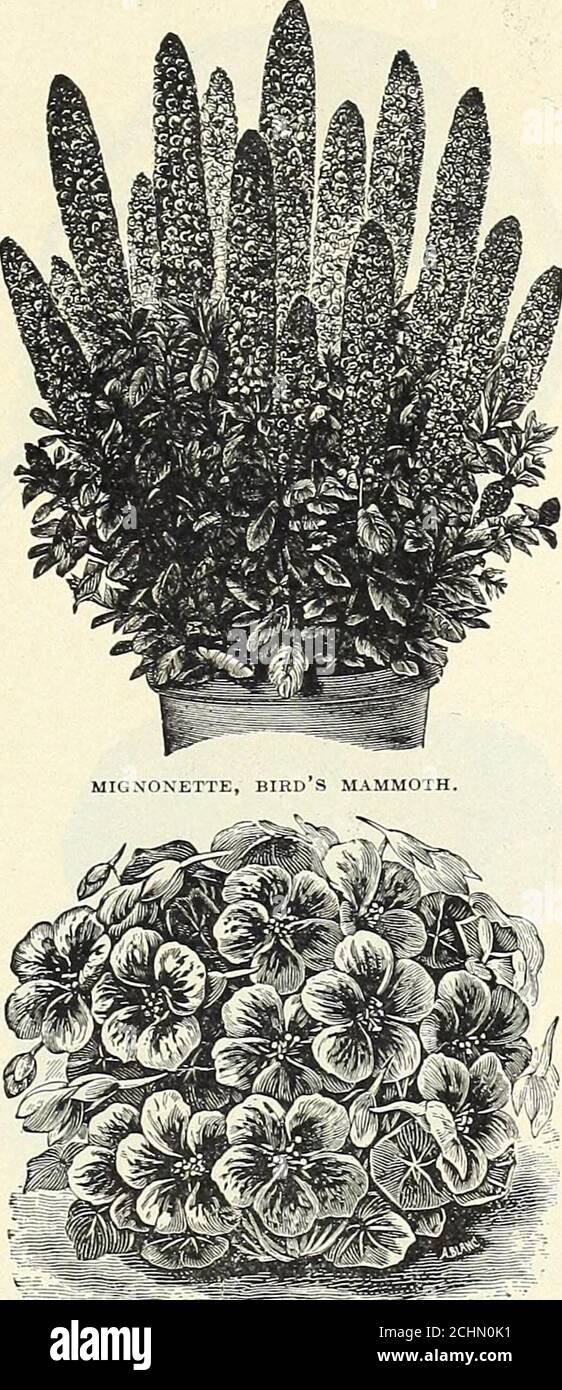 . Everything for the garden : 1906 . ria, of compact growth, .oz., 60c, .10Silvery-white (Compactaargentea),oz.,S1.50, .10 MIMOSA pudica (Sensitive Plant), interesting annual; leaves close when touched; 2 ft., .05 MTMULUS tigrinus, dwarf, bushy plants, 1 ft.high, with large Gloxinia-like flowers of va-rious colors, mixed, spotted and mottled. .05MoschatUS (Musk Plant); i ft.; fragrantfoliage; yellow flowers 05 M3NA lobata, rapid summer climber, 20 to 30 ft., with crimson and orange-colored flowers 10 Sanguinea, blood-red with yellow throat 10 MOMORDICA balsamina (Balsam Apple), an-nual climber Stock Photo