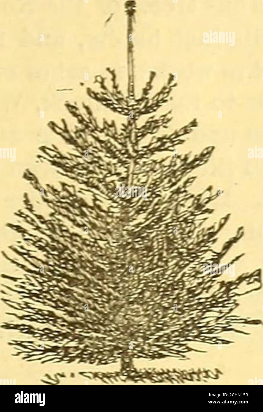 . Reading Nursery : [catalog] 1875. . f the Japan Cypress. Per-fectly hardy, and yet .have so delicate a look thatthey may be said to be living and growing plumes. CATALOGUE OF READING NURSERY, MASS. J. W. MANNING, PROPRIETOR. 21 R. Pluraosa Aurea. Of all the Retinisporas, this weesteem the mo^t useful and beautiful. It resemblesa golden plume, and has stood a Massachusetts cli-mate several years in our grounds. No large treesare offered. Price $1 to $2. R. Filifera. Fern-like Retinispora. A beautiful form,with delicate slender branchlets. Leaves small, verysharp-pointed, deep glossy green abo Stock Photo