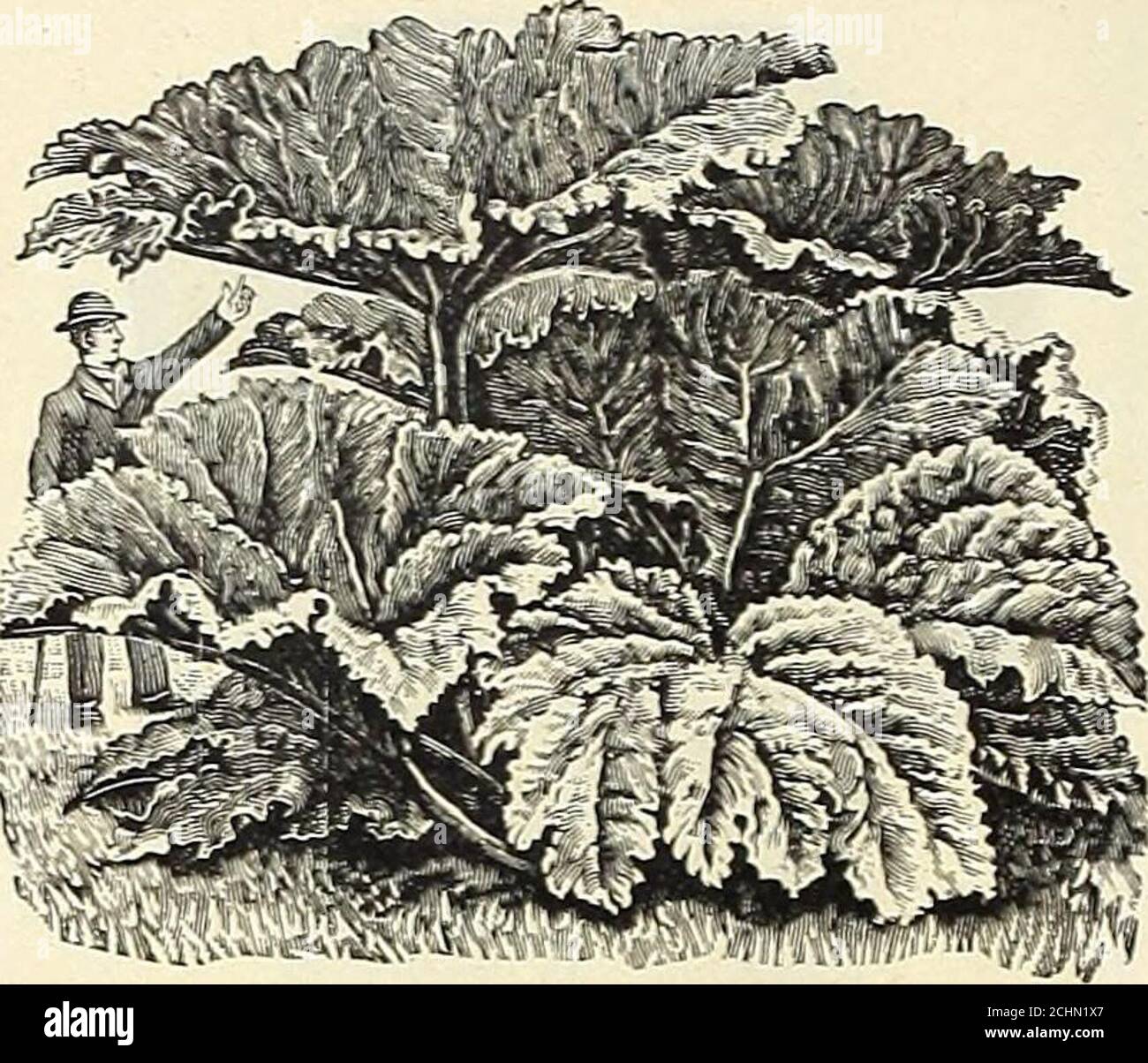 . Everything for the garden : 1906 . f dwarf growth 15 HEUCHERA sanguineus splendens, hardy perennial; long spikes of fiery-red flowers.. .10HIBISCUS Africanus, robust garden annual, 2ft, high, with saucer-shaped flowers, cream color with purple eye 05 HIBISCUS, hardy varieties (Marsh Mallows),these are showy hardy plants, formingbushes about 3 ft, high, bearing immensebowl-like flowers often 6 ins. across. Rose-pink with white base 10 Crimson Eye, white, crimson eye 10 Japanese Manihot, cream, garnet eye.. .10 Giant Yellow, yellow, garnet throat 10 HOLLYHOCKS, Hendersons Hybrid Ever-blooming, Stock Photo