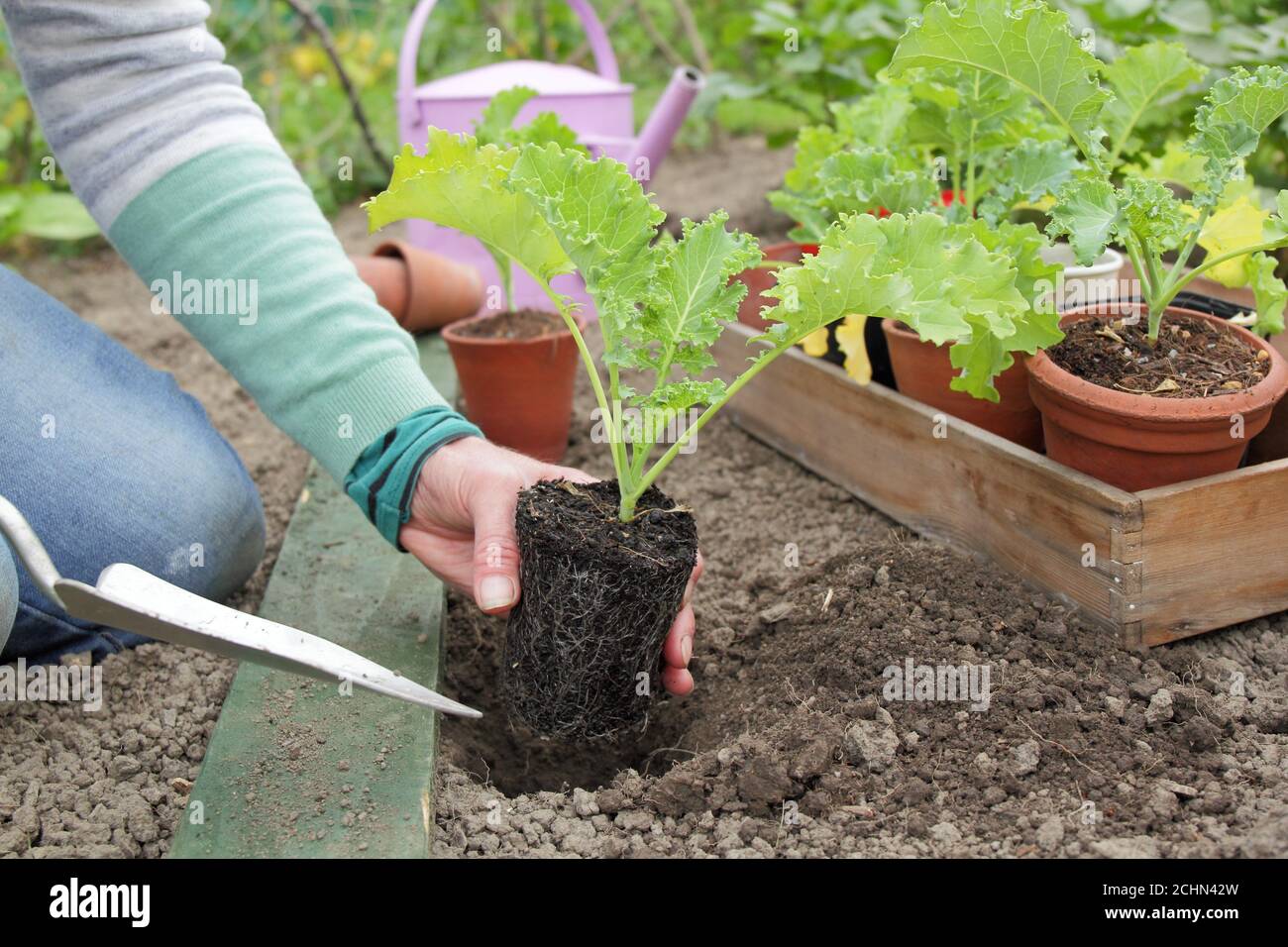 Brassica oleracea 'Dwarf Green Curled'. Planting young green curly kale plants in a back garden veg plot during the Covid pandemic. UK Stock Photo