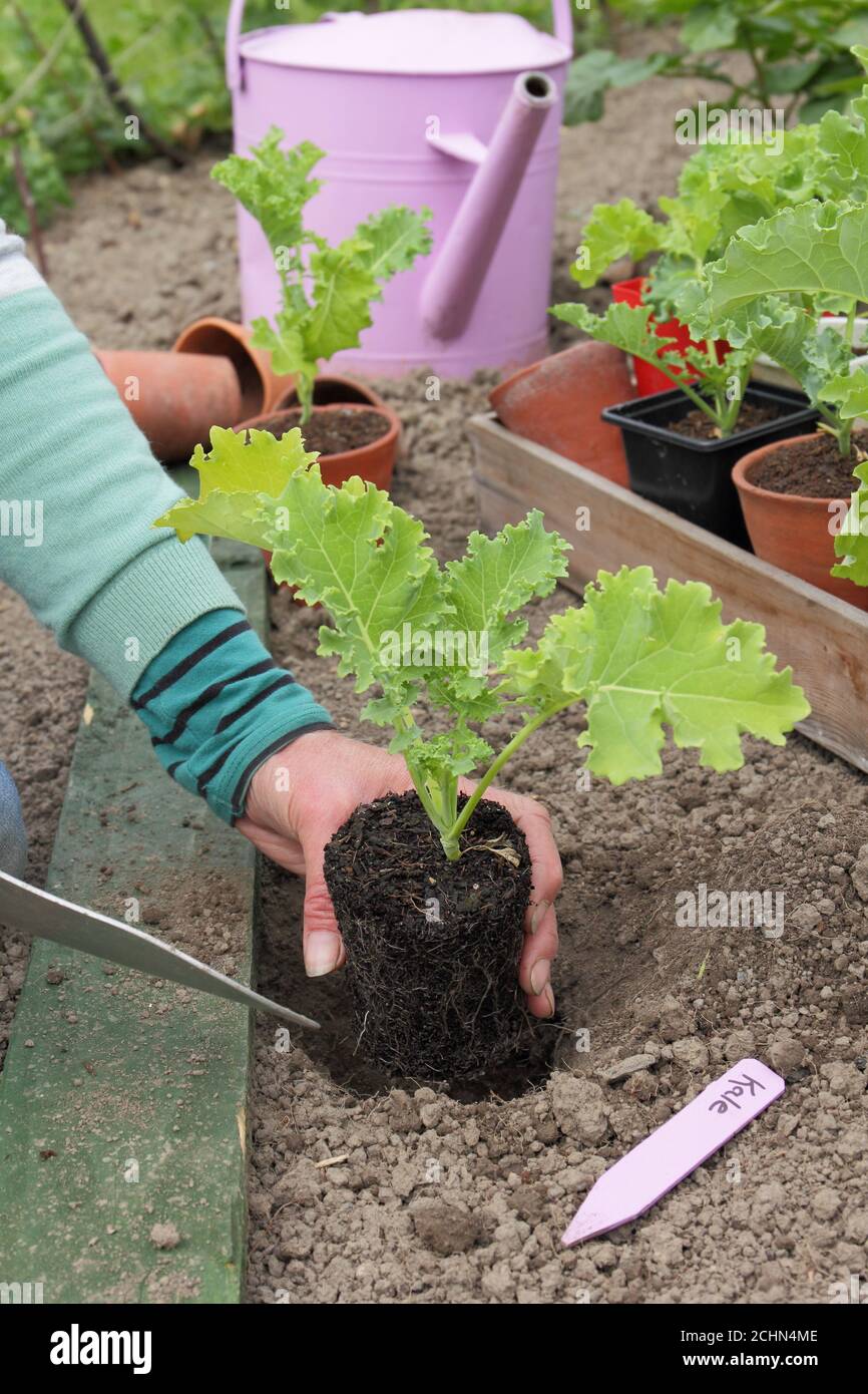 Brassica oleracea 'Dwarf Green Curled'. Planting young green curly kale plants in a back yard veg plot. UK Stock Photo