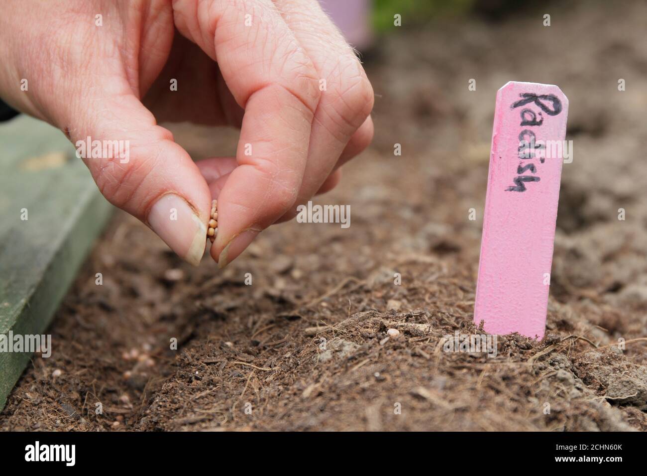 Raphanus sativus 'Saxa'. Sowing radish seeds in a back garden vegetable plot. UK Stock Photo