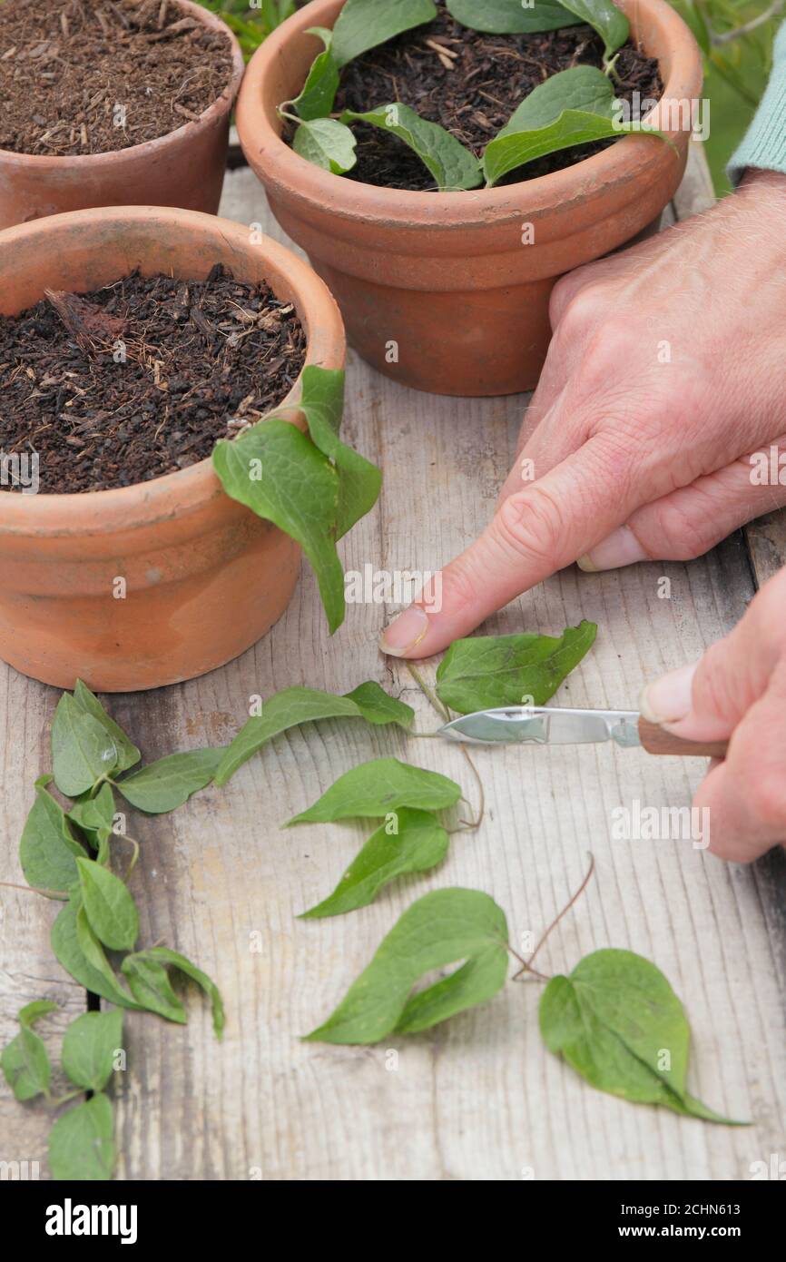 Taking cuttings from clematis plants above a leaf node. UK Stock Photo