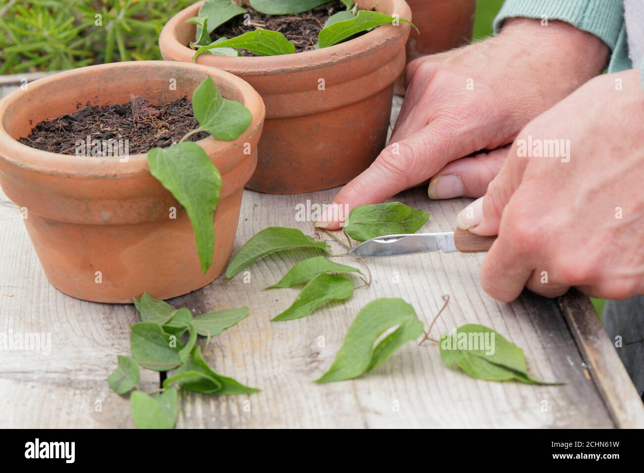 Taking cuttings from clematis plants above a leaf node. UK Stock Photo