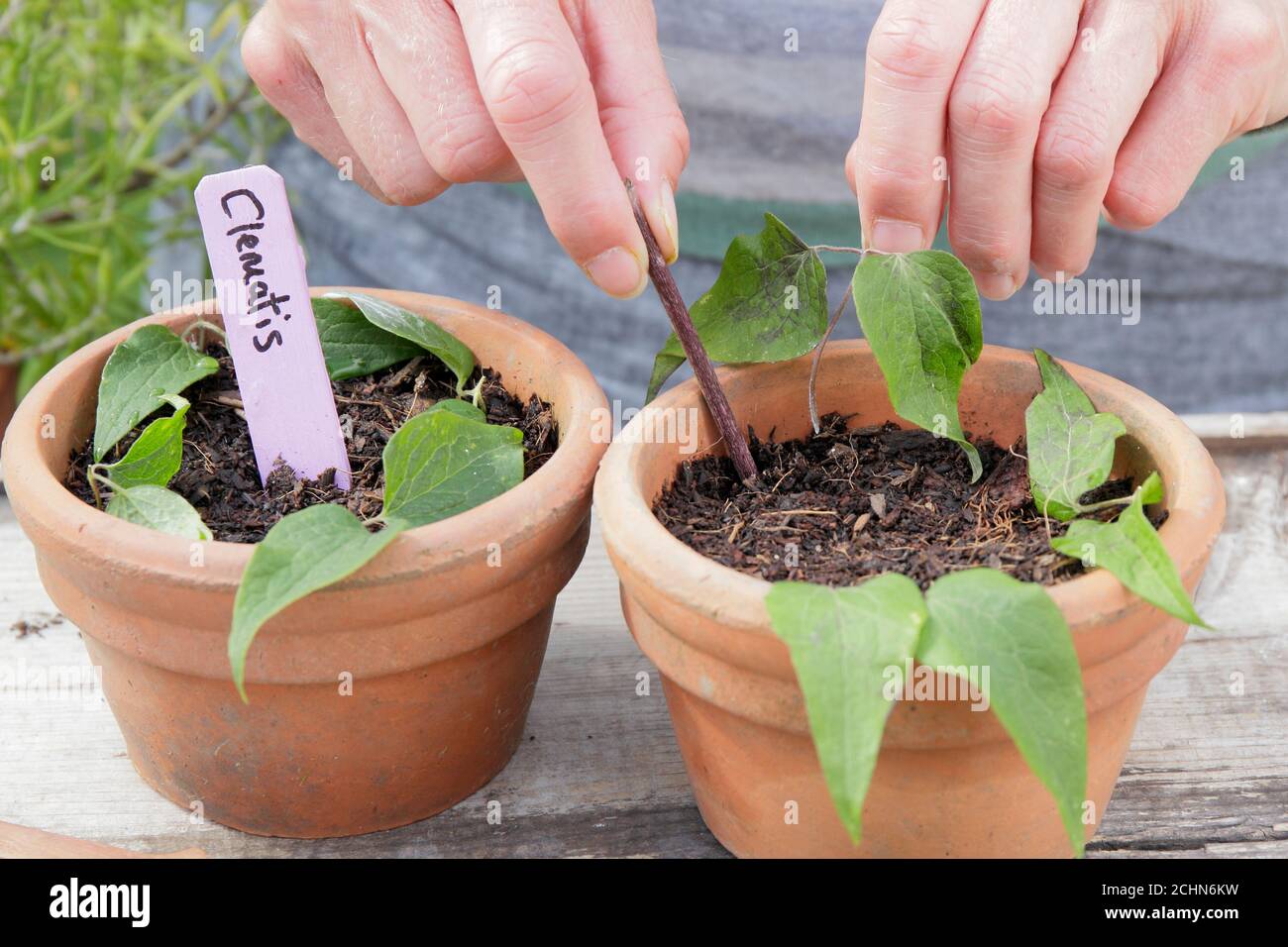 Take clematis cuttings hires stock photography and images Alamy