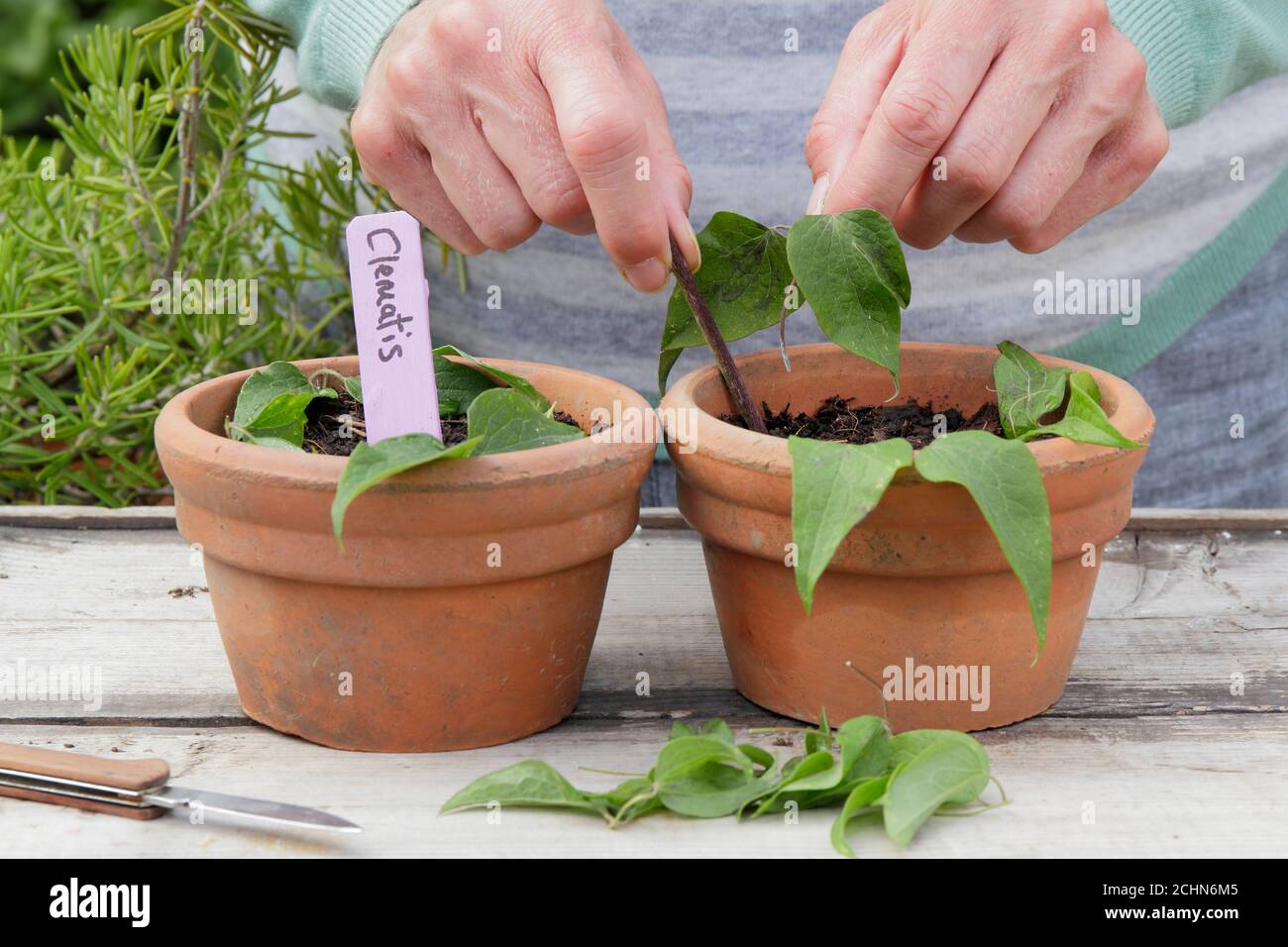 Cuttings plant hires stock photography and images Alamy