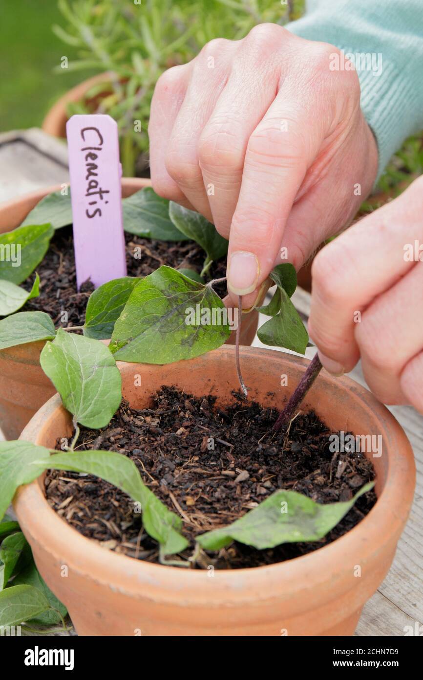 Propagation By Cuttings. Placing Clematis Flower Cuttings Around The Edge Of A Pot To Aid
